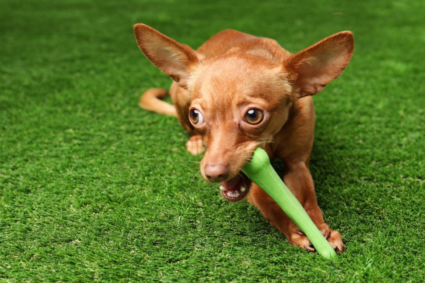 A small brown dog with large ears is playfully chewing on a green chew toy while lying on a lush, low-maintenance oasis of bright artificial grass.