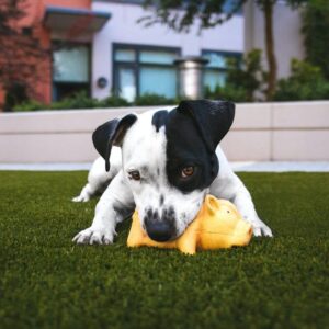 picture of a dog with a toy on artificial grass lawn