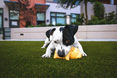 dog having fun on the fake grass installed by the pros at Mesa Artificial Grass & Green