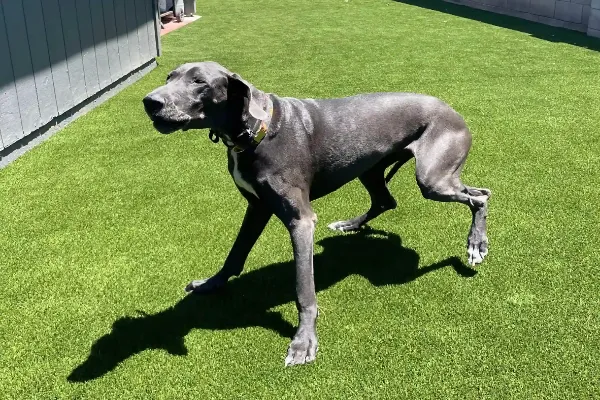 A large, gray dog with a black and white collar walks playfully on a sunny, low-maintenance lawn in Apache Junction. Its shadow dances on the lush grass. The background features a building with gray siding.