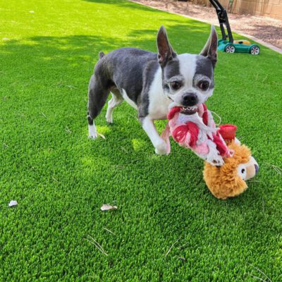 A small black and white dog plays with a red and brown plush toy on vibrant green artificial grass. There is a lawnmower in the background, and trees provide some shade, making it a perfect spot for pet turf activities.